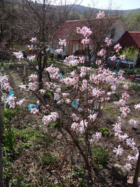 scuzati peturile din fundal dar ... - E primavara iarasi primavara