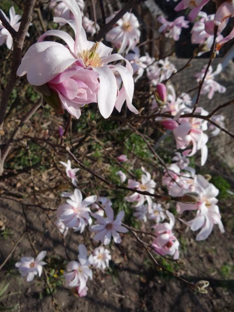  - E primavara iarasi primavara