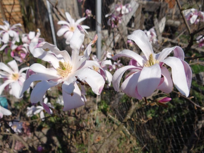  - E primavara iarasi primavara