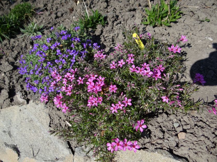  - E primavara iarasi primavara