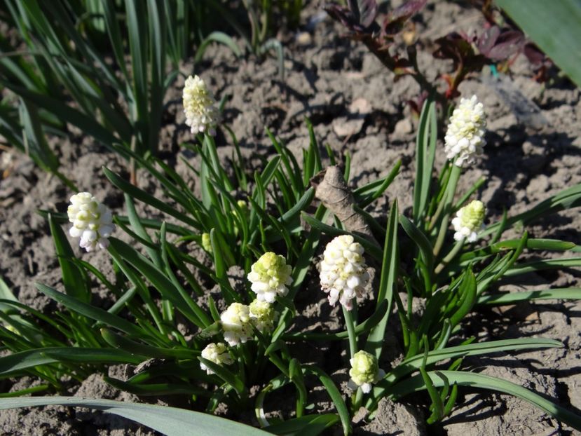  - E primavara iarasi primavara