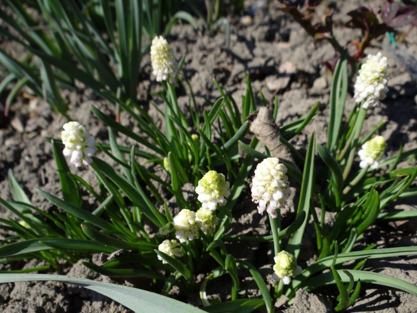  - E primavara iarasi primavara