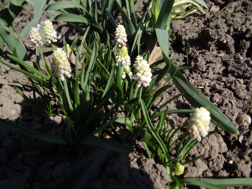  - E primavara iarasi primavara