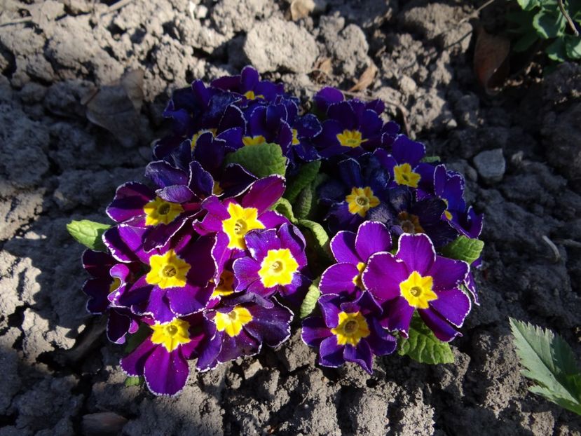 este seceta ! - E primavara iarasi primavara