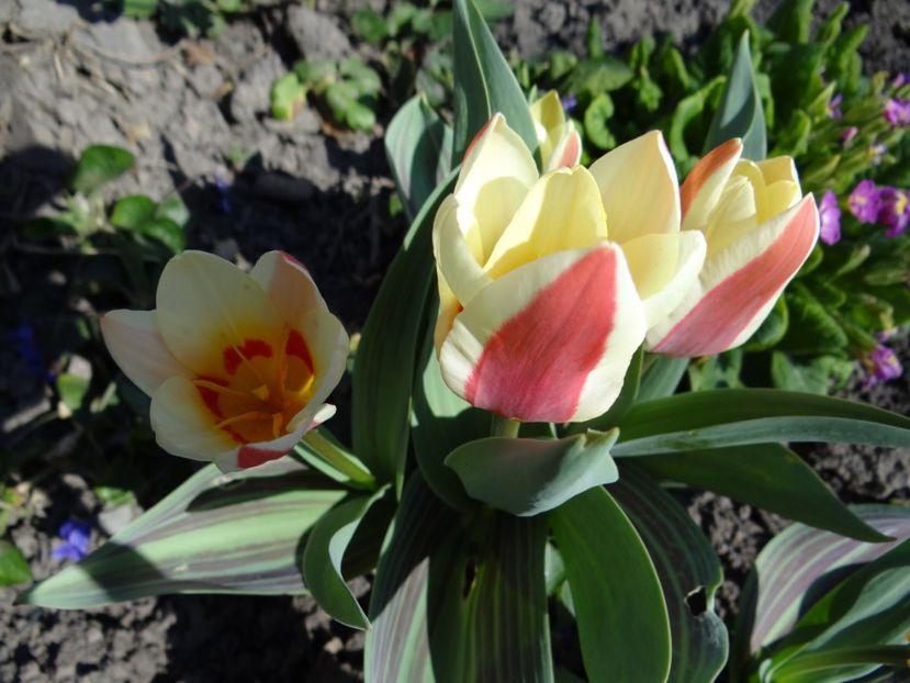  - E primavara iarasi primavara