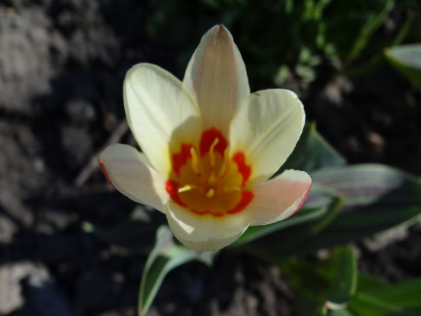  - E primavara iarasi primavara