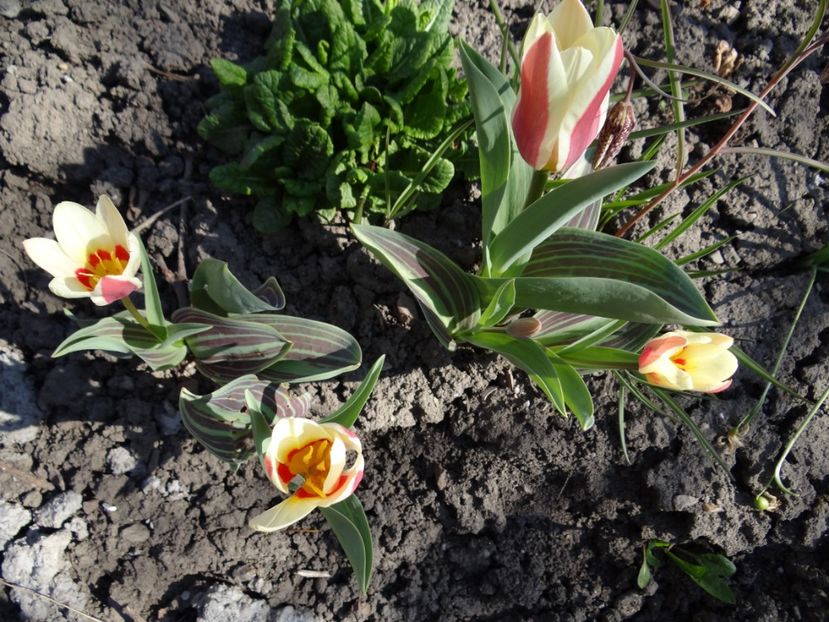  - E primavara iarasi primavara