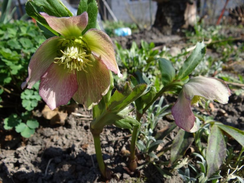 cateva zile mai tarziu... - E primavara iarasi primavara