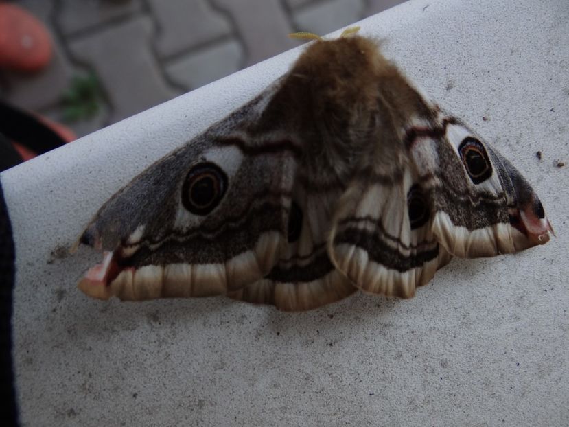  - E primavara iarasi primavara