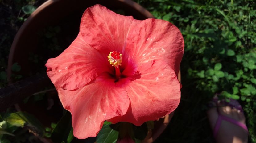  - HIBISCUS
