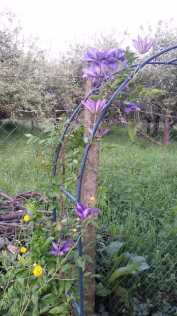 The president - Clematite