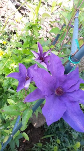 The president - Clematite