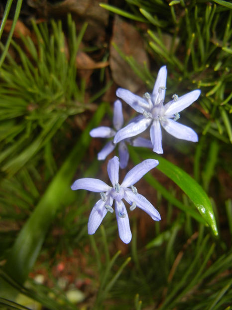 Scilla bifolia_Alpine Squill (2017, Mar.12) - SCILLA Bifolia_Alpine Squill