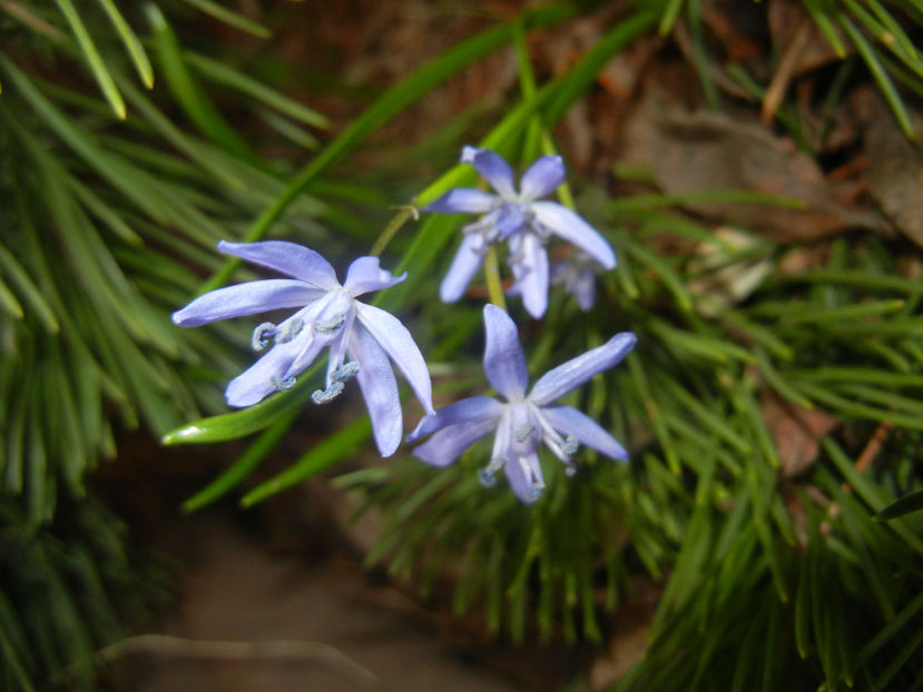 Scilla bifolia_Alpine Squill (2017, Mar.12) - SCILLA Bifolia_Alpine Squill