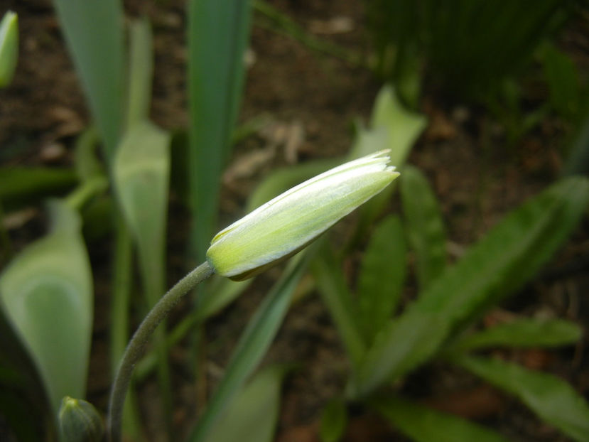 Tulipa Turkestanica (2017, March 25) - Tulipa Turkestanica