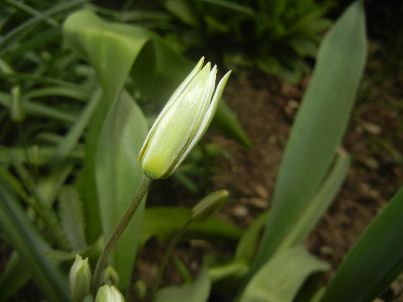 Tulipa Turkestanica (2017, March 25) - Tulipa Turkestanica