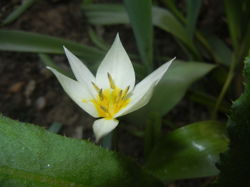 Tulipa Turkestanica (2017, March 31) - Tulipa Turkestanica