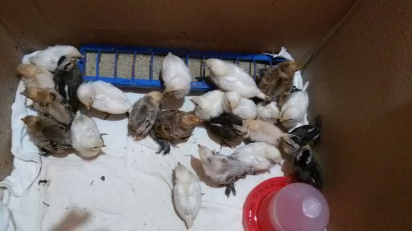 prima serie - Pui phoenix si mii de flori 2017