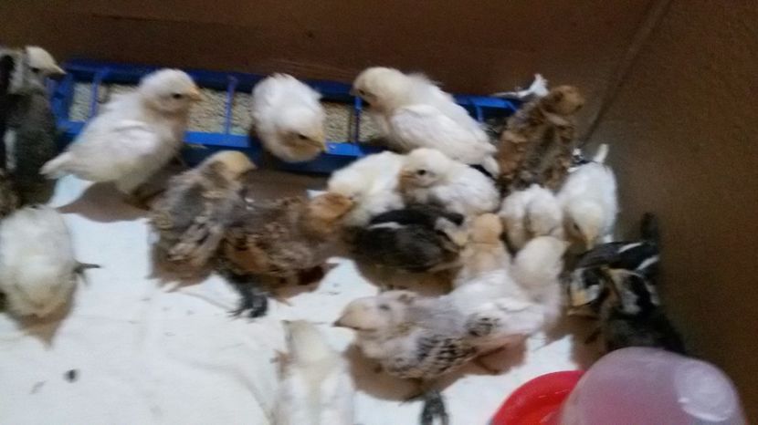 prima serie - Pui phoenix si mii de flori 2017