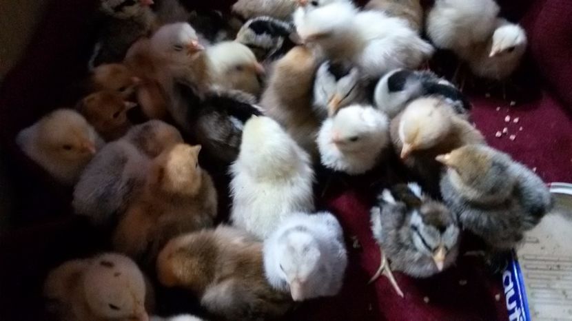 a doua serie - Pui phoenix si mii de flori 2017