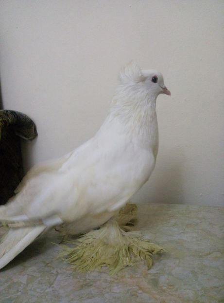 acelas mascul de urias ! - de vanzare