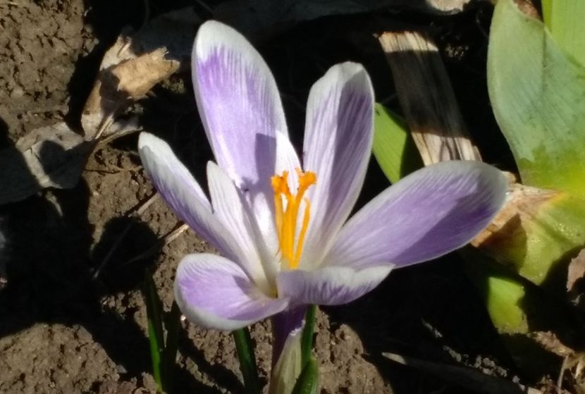 crocus king of the striped - 2017 plantele mele