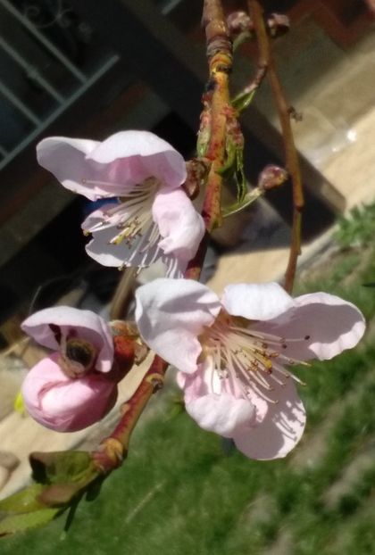 flori de nectarin :)) - 2017 plantele mele