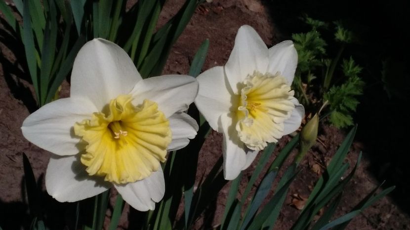  - 2017 plantele mele