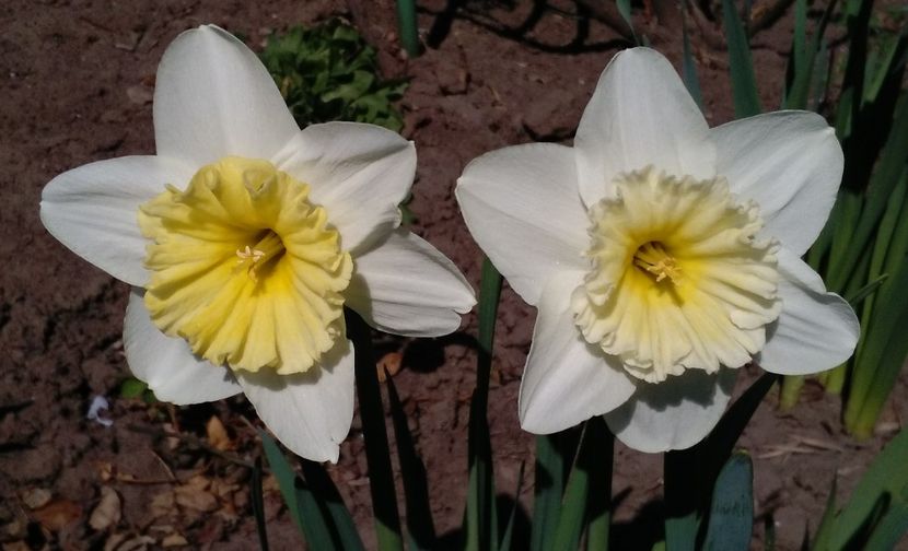  - 2017 plantele mele