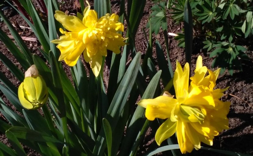  - 2017 plantele mele