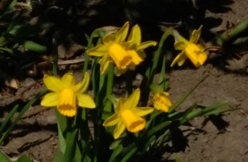  - 2017 plantele mele