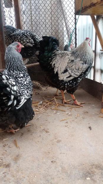  - Wyandotte argintiu matca 2017