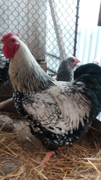  - Wyandotte argintiu matca 2017