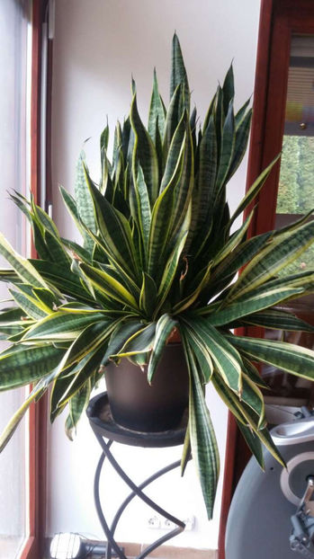 tmp_23744-image-0-02-05-7482aeb90e45e473a6290d35e0f2064650fea5e7df7445b4b58f73a78c026aaf-V-711003074 - Sansaviere