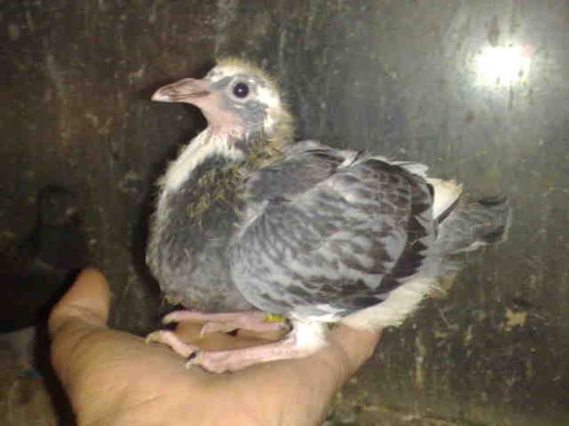  - Pui 2017-2018 -2019-2020 -2021-matca-doici-vind aproape tot lotul