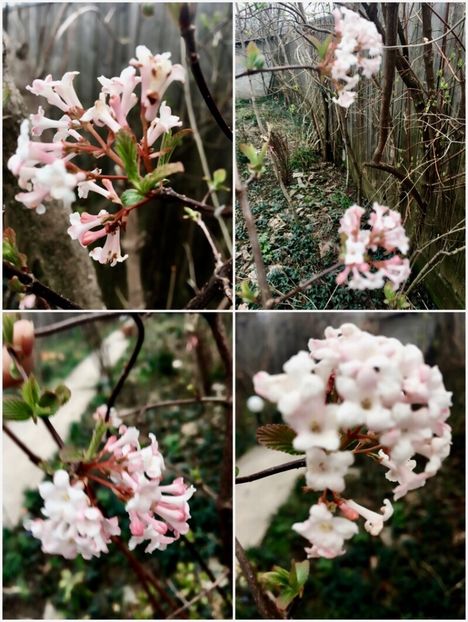  - Arbusti 2017 23 24