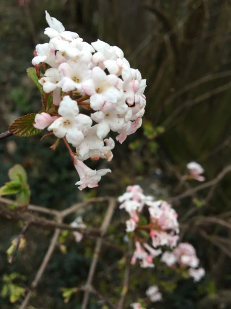 Viburnum botnamesr - Arbusti 2017 23 24