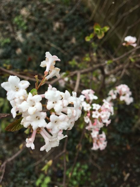  - Arbusti 2017 23 24