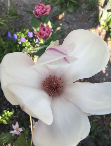  - Arbusti 2017 23 24