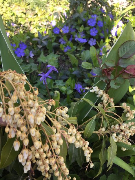  - Arbusti 2017 23 24