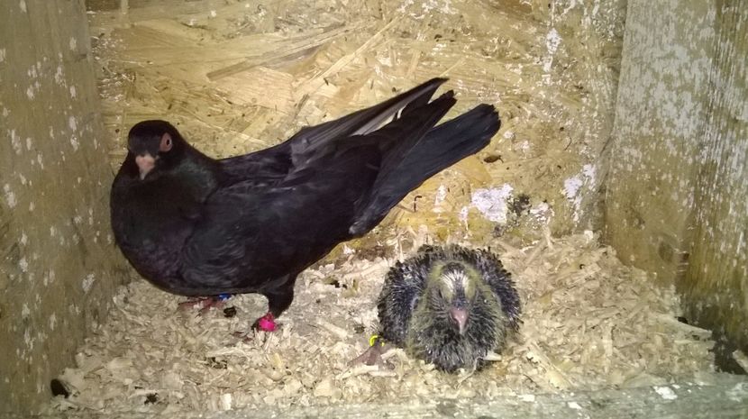 Femela 2016 - Galateni matca 2017