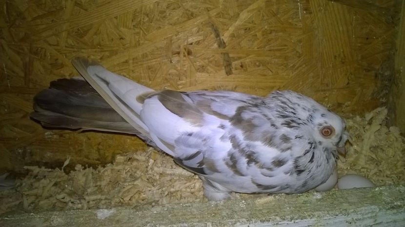 Femela 2016 - Galateni matca 2017