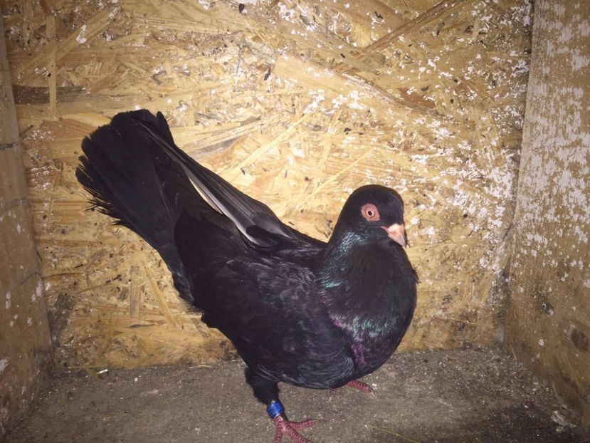 Femela 2016 - Galateni matca 2017