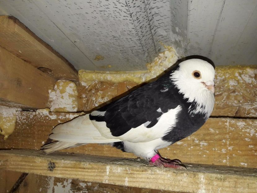 Mascul 2014 - Galateni matca 2017