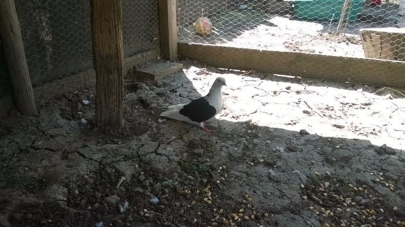 Femela 2016 - Galateni matca 2017