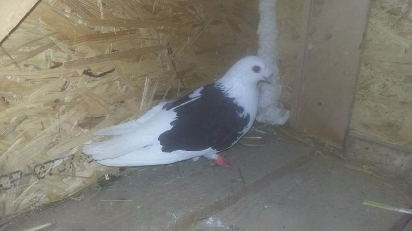 Femela vanduta Iulian puiu - Porumbei Vanduti