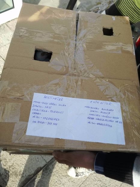 Colet iulian puiu iasi - Porumbei Vanduti