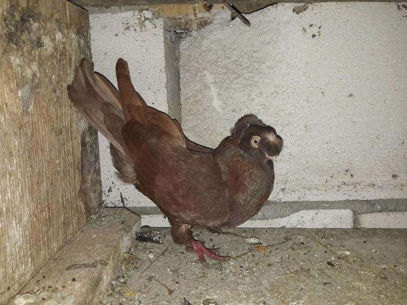 Mascul Vandut lui Laurentiu Blv - Porumbei Vanduti