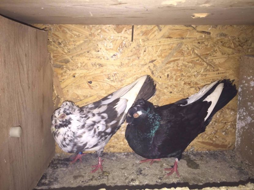 16492136_1315273921849534_610352081_o - Porumbei Vanduti