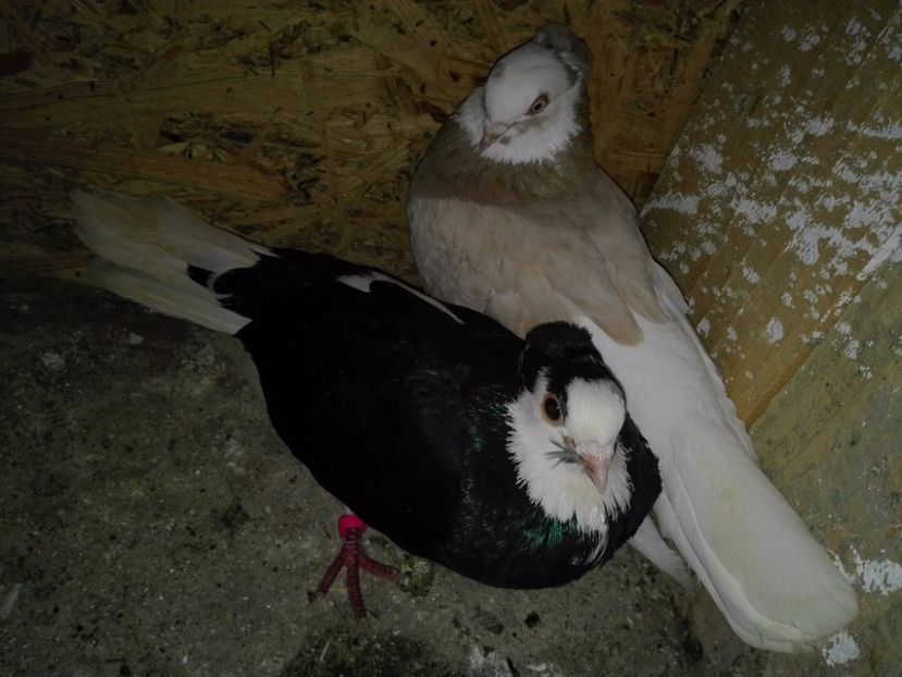 16522398_1409347572469460_331560690_o - Porumbei Vanduti